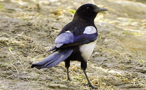 ��ѡϲȵ����300�ֺϼ���ƪ