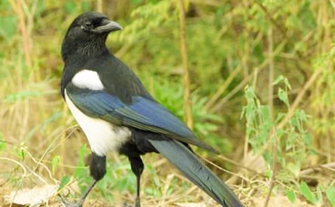 ϲȵ350������