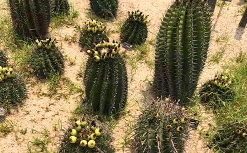 ������Сѧ������15ƪ