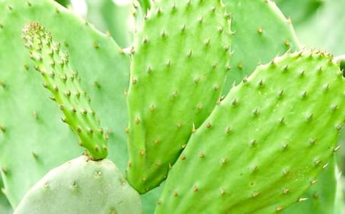 ��ѡ���������꼶���Ľ���5ƪ