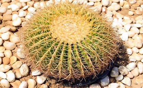 仙人掌作文500字合集8篇