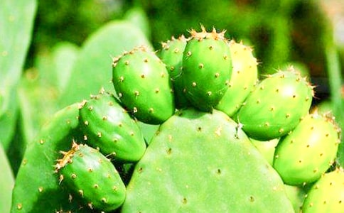 ������Сѧ������(15ƪ)