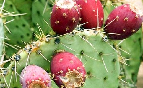 仙人掌四年级作文