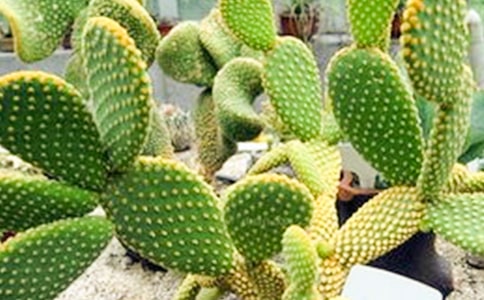 ɳĮ�е������Ƶ����ģ���ѡ10ƪ��