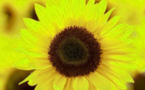 ���տ����꼶����3ƪ