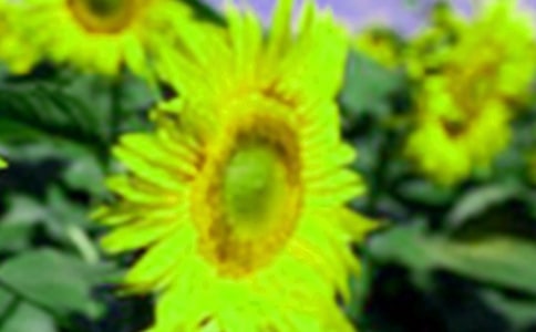 向日葵六年级作文锦集5篇