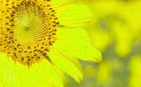 向日葵的作文三年级