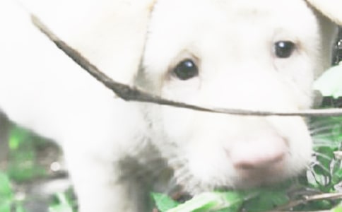 �ɰ���С��Сѧ���ľ�ѡ15ƪ