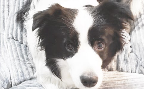 �й��Ҽҵ�С�����꼶���Ľ���9ƪ