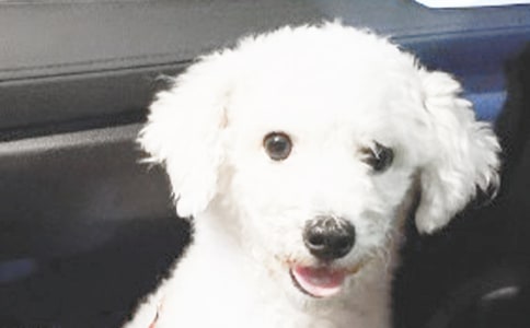 ����С�����꼶������300�ֻ���9ƪ