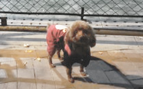 С�����꼶���ģ���ѡ22ƪ��