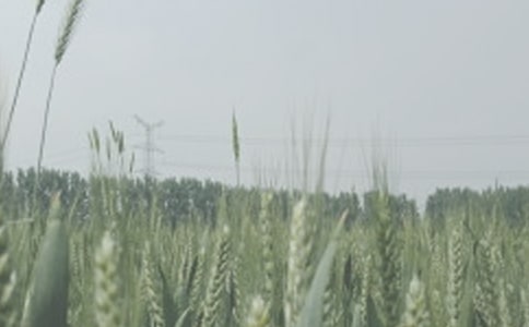 ����ѡ��С������300����ƪ