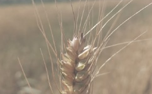 ��ѡС������300��4ƪ