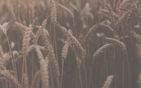 实用的小麦作文300字4篇