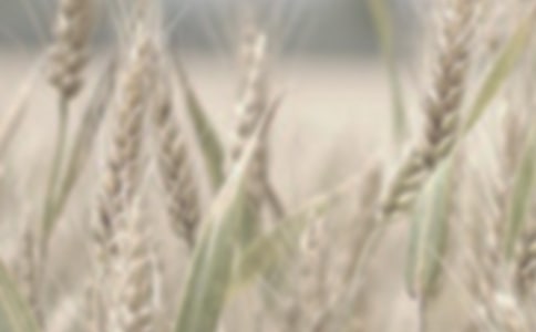 С������300��5ƪ