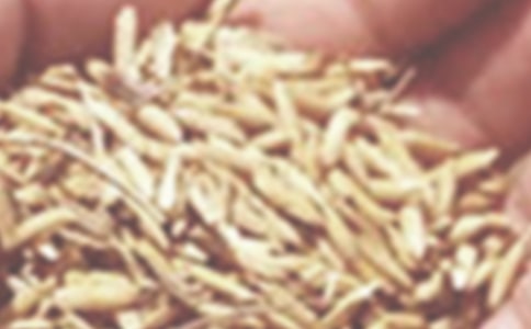 关于小麦的作文300字四篇