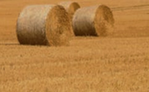 ��ѡС������300�־�ƪ