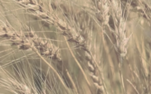 小麦作文300字九篇