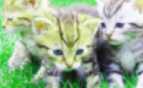 ���¿ɰ���Сè����200��