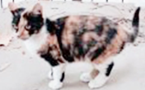 Сè���꼶����300�ֻ��6ƪ