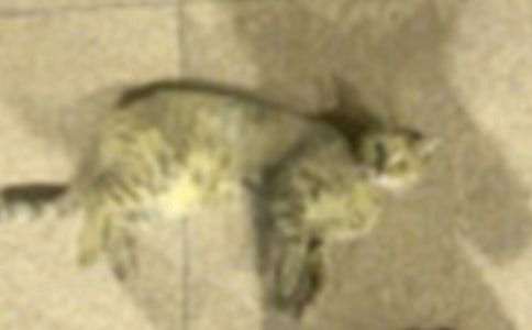 ���Ƽ����ɰ���Сè���꼶����5ƪ