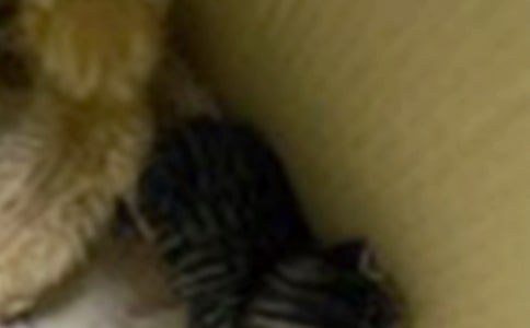 Сè����״������