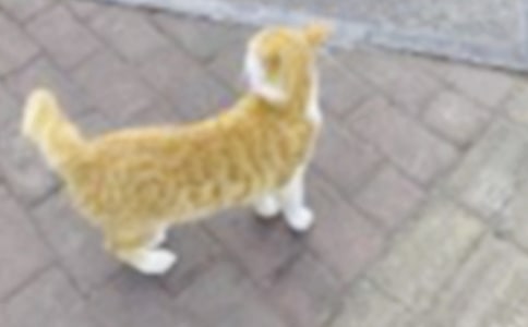 �ɰ���Сè350������