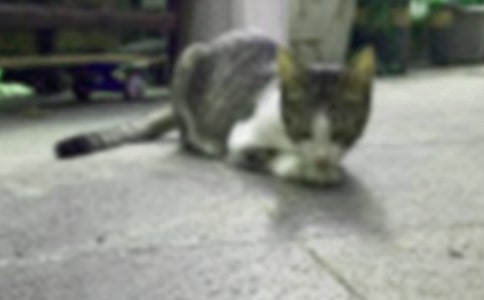 【实用】小猫五年级作文3篇