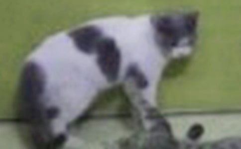 ����Сè���꼶���Ļ���8ƪ