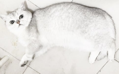 最新可爱的小猫作文700字