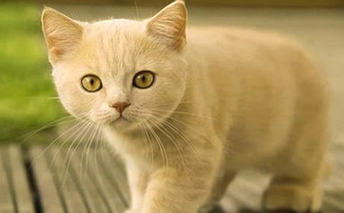 ��ѡСè���꼶����300����ƪ