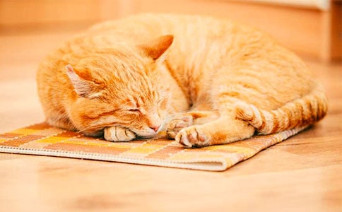 ���¿ɰ���Сè����800��