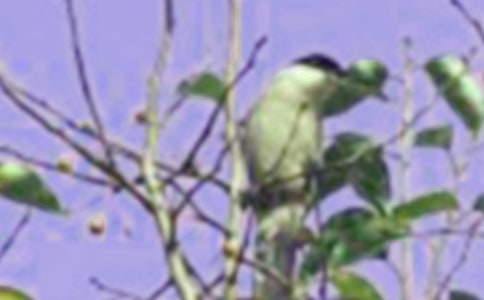 �ɰ���С�����ģ���ѡ39ƪ��