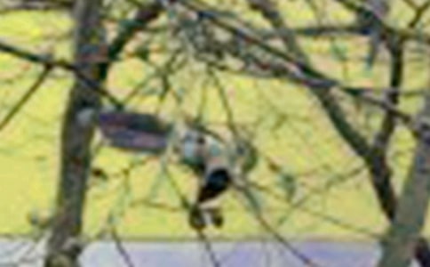 观察小鸟的作文300字