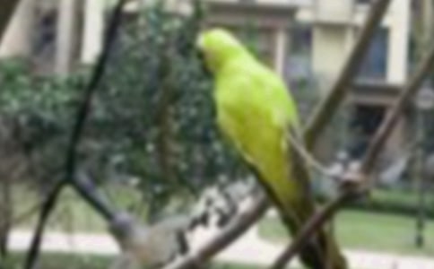 ��дС������300��3ƪ