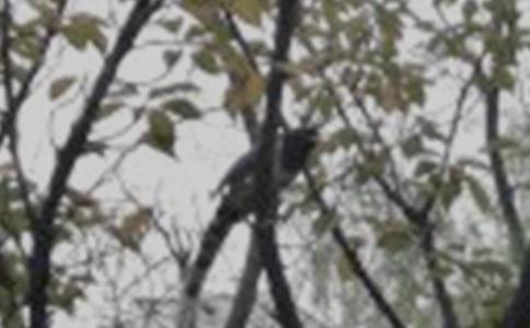 ��дС������꼶���ģ�ͨ��35ƪ��