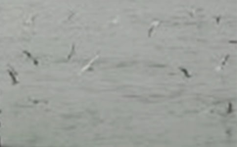 ���˵�С������600��7ƪ