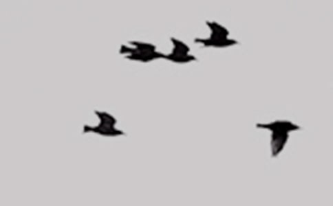 实用的二年级小鸟的作文五篇