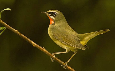 дС�������600��3ƪ