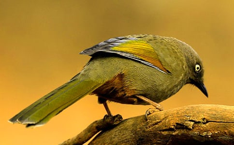 С����������100��