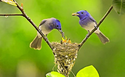 保护小鸟作文400字