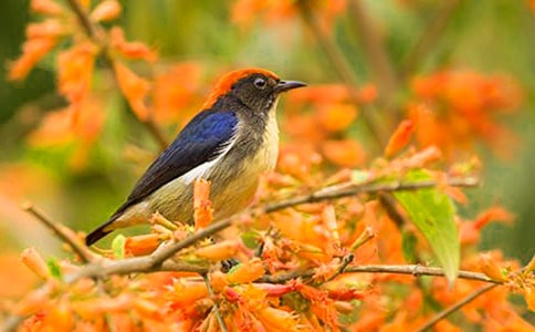 С��ʹ���Сѧ����