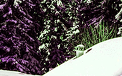 Сѩ�μ�����