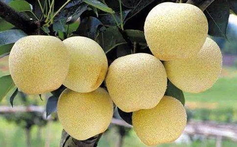 ����ѩ�������300��4ƪ