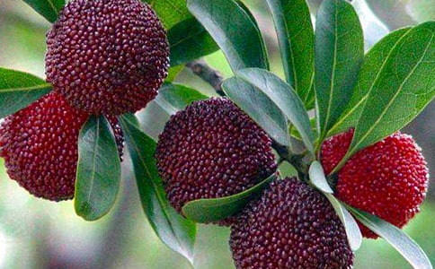 ��ѡ��÷����400����ƪ