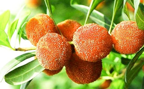 �������÷����600��5ƪ