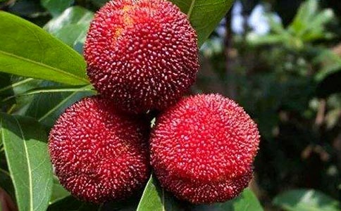 �Ұ��������÷_Сѧ����