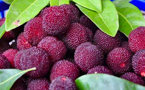 有关杨梅作文600字六篇