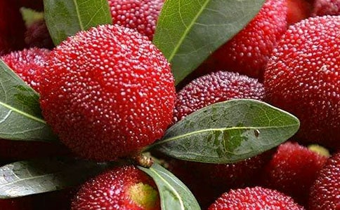 杨梅的作文400字四篇