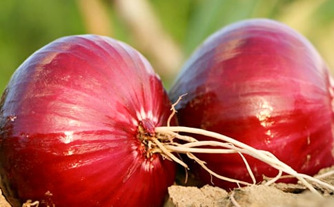 洋葱的作文300字八篇